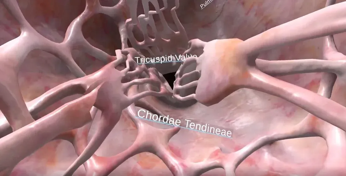 Interior heart view with the tricuspid valve and chordae tendineae labelled