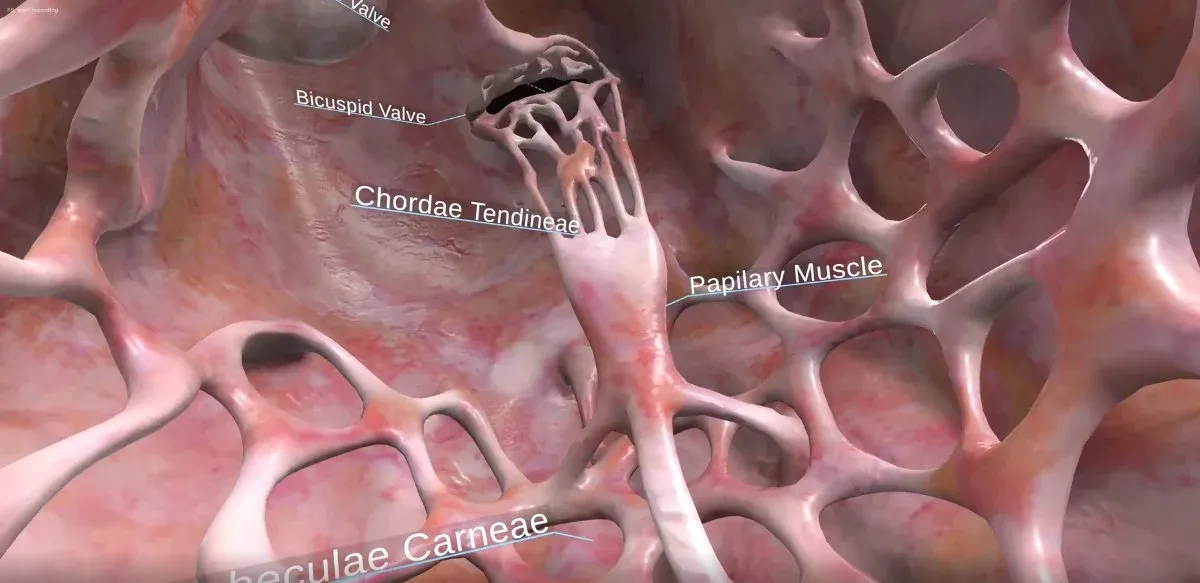 Interior view of a heart chamber showing the bicuspid valve, papillary muscle and trabeculae carneae