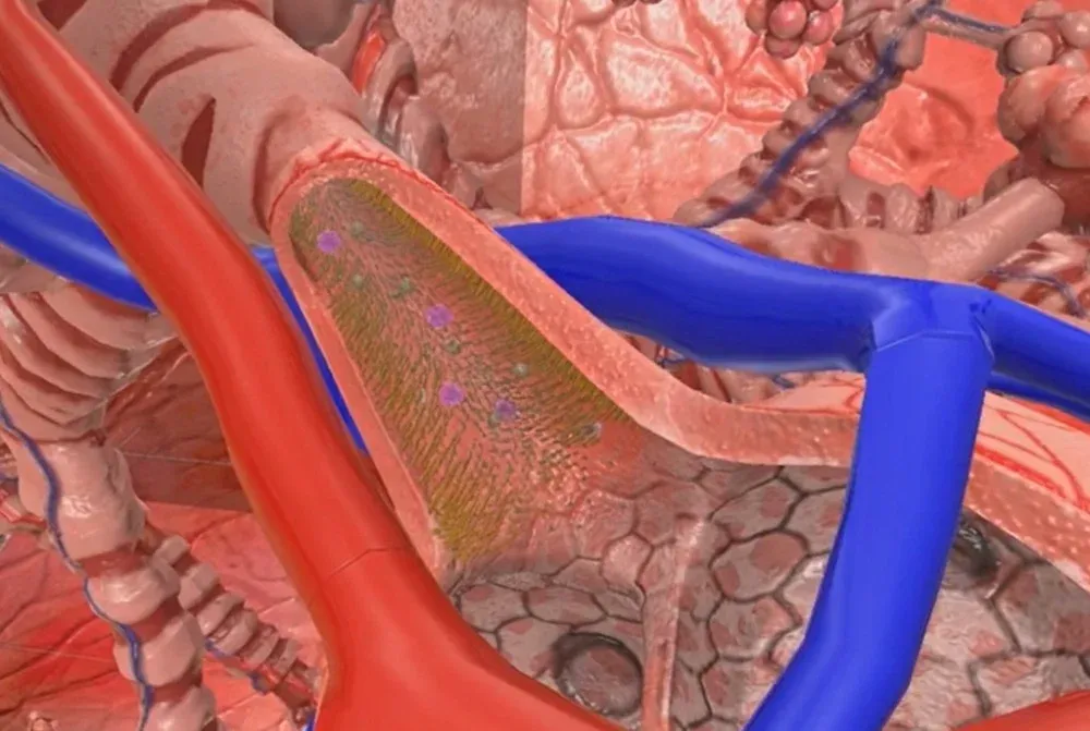 Alveolar sac between a red pulmonary artery and blue pulmonary vein at the gas exchange surface