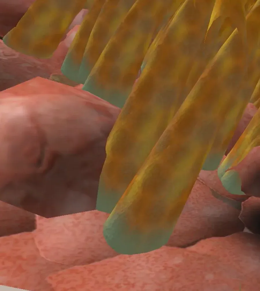 Close-up of ciliated epithelium with cilia projecting through the overlying mucus layer